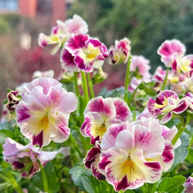 Pansy Summer Elf Mixed Color Seeds - View 13