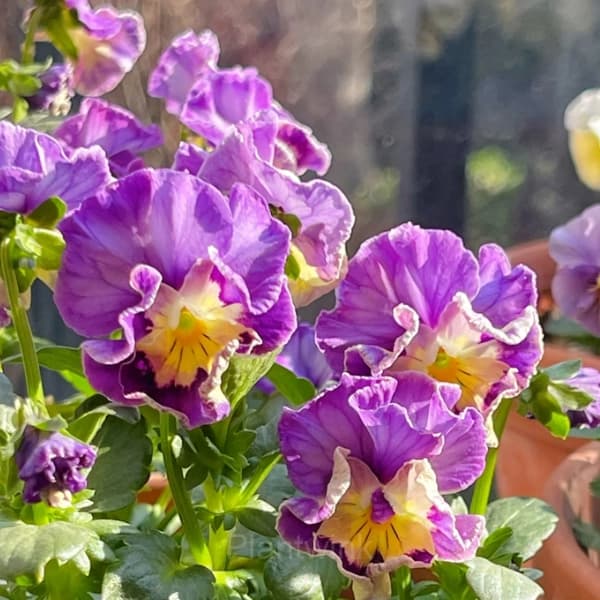 Pansy Summer Elf Mixed Color Seeds - View 14