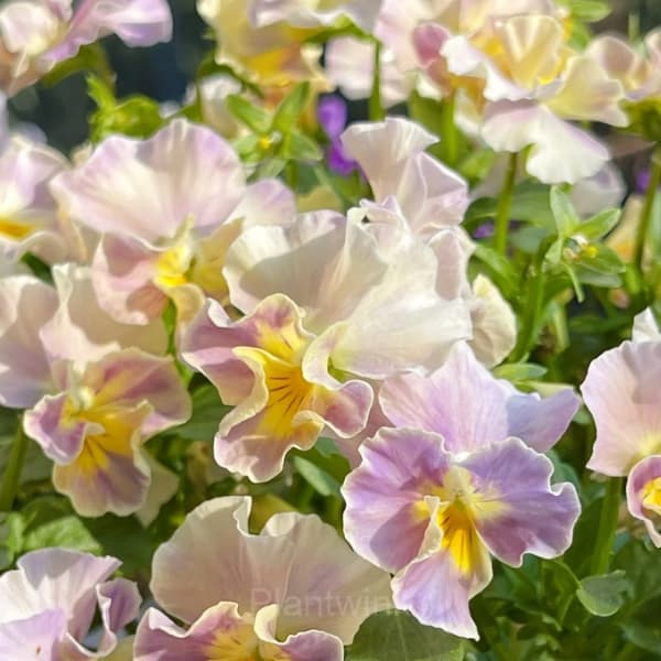 Pansy Summer Elf Mixed Color Seeds - View 15