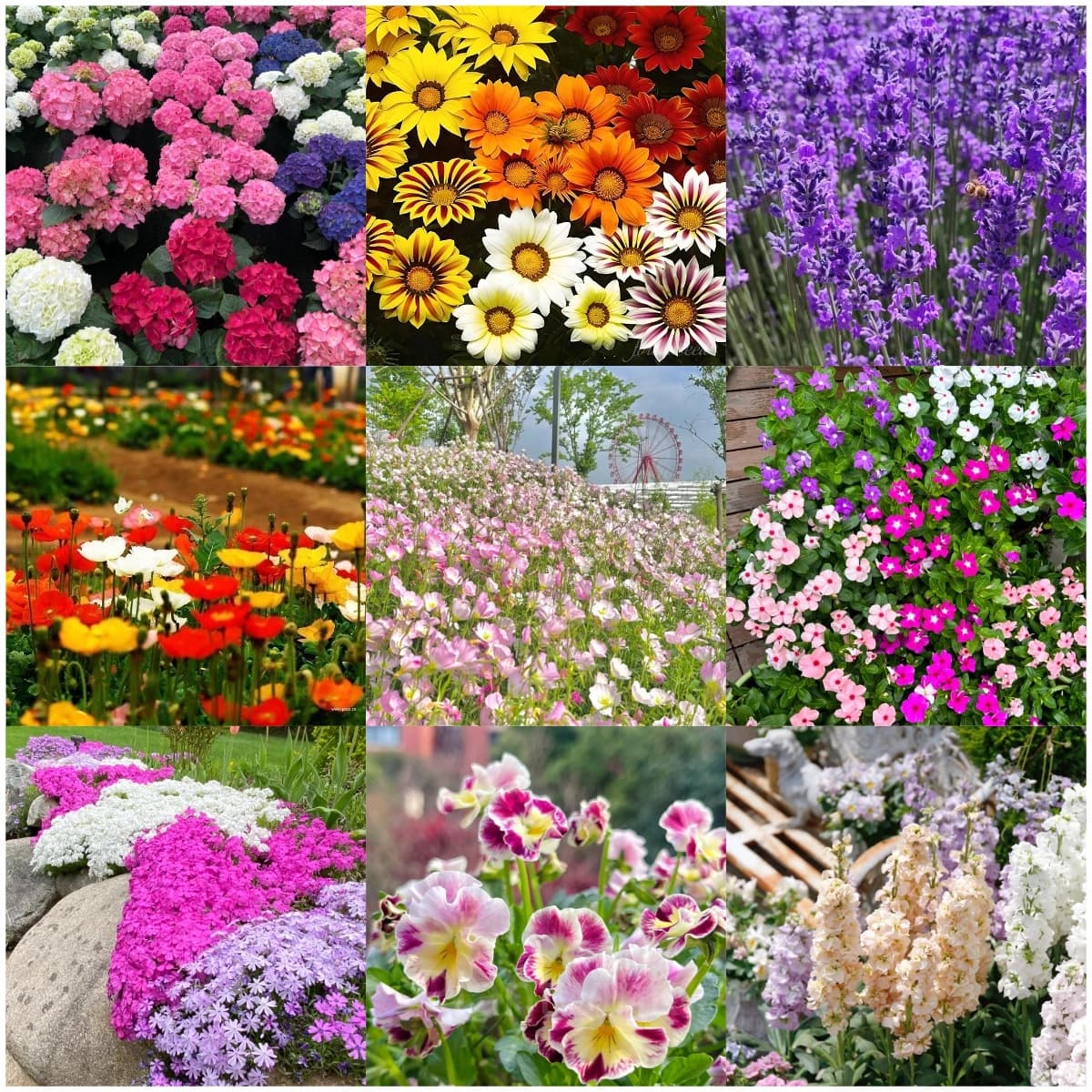 Four Seasons Flowering Mixed Flower Seeds - View 3
