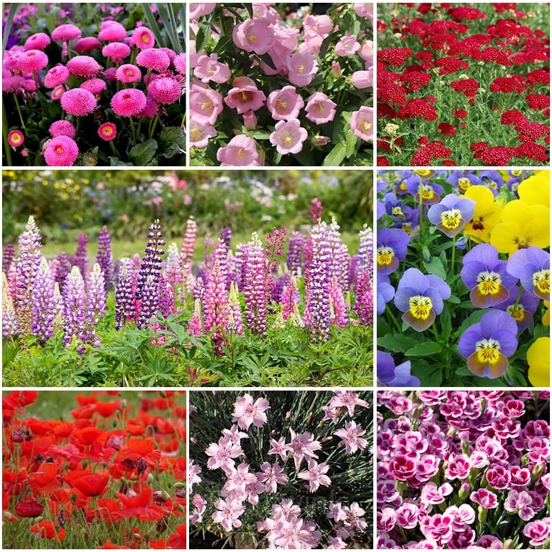 Four Seasons Flowering Mixed Flower Seeds - Alt