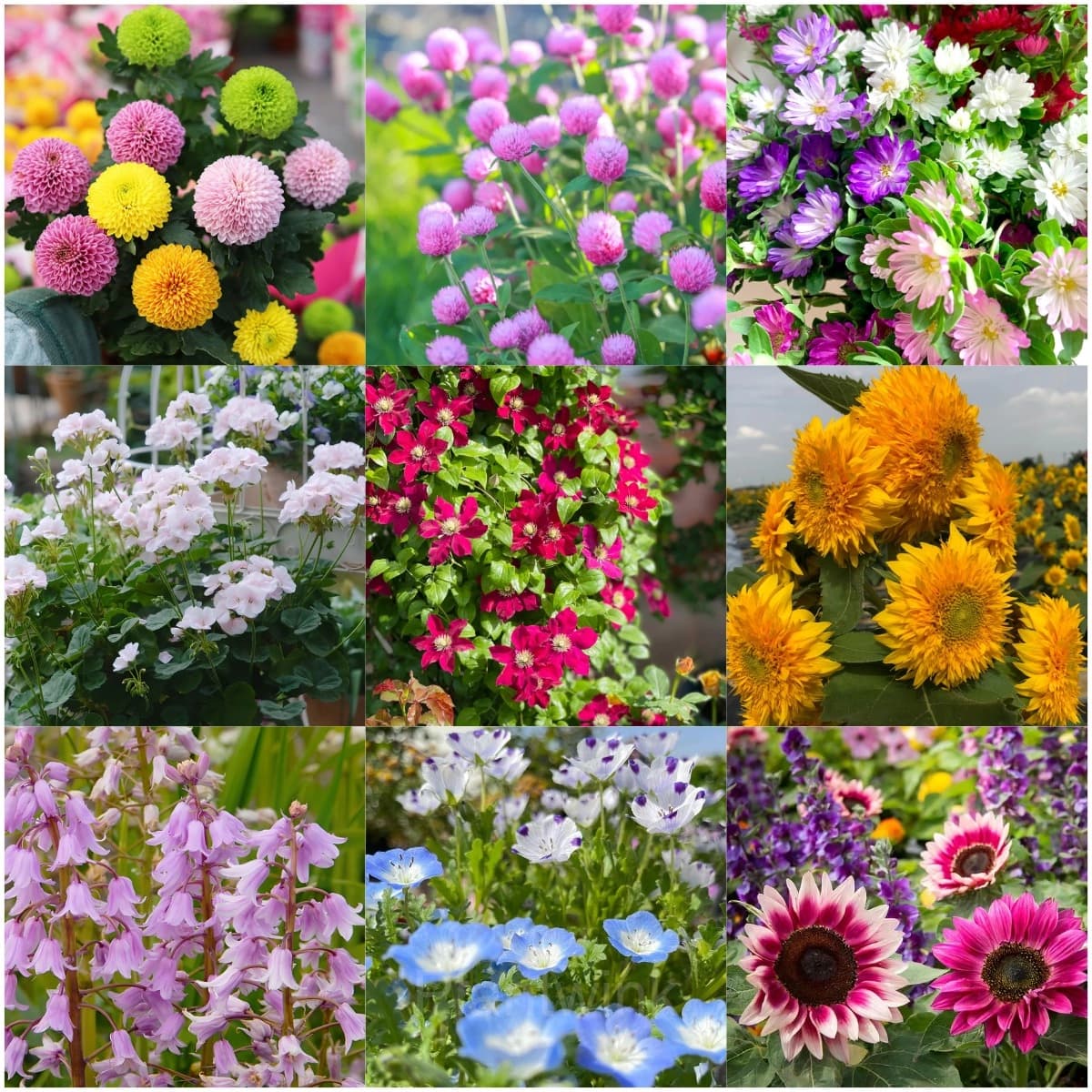Four Seasons Flowering Mixed Flower Seeds - View 4