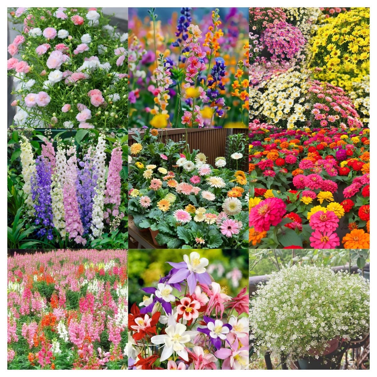 Four Seasons Flowering Mixed Flower Seeds - View 5