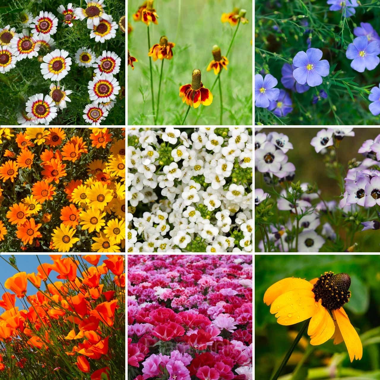 Four Seasons Flowering Mixed Flower Seeds - Main