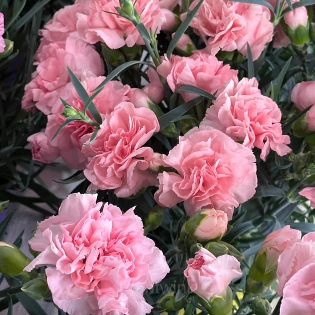 Double Carnation Seeds—Mother’s Day Flowers - Alt