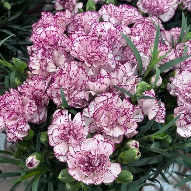 Double Carnation Seeds—Mother’s Day Flowers - View 4