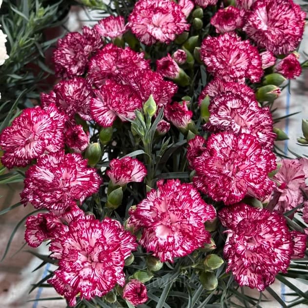 Double Carnation Seeds—Mother’s Day Flowers - View 6