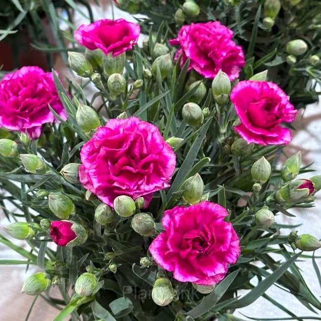 Double Carnation Seeds—Mother’s Day Flowers - View 7
