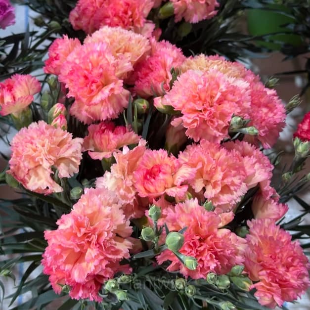 Double Carnation Seeds—Mother’s Day Flowers - View 8