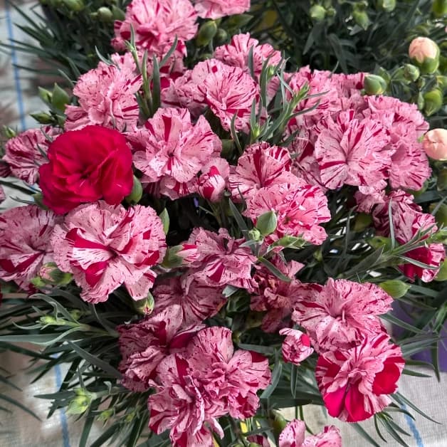 Double Carnation Seeds—Mother’s Day Flowers - View 9