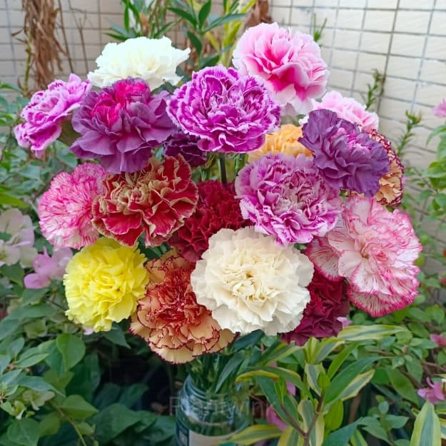 Double Carnation Seeds—Mother’s Day Flowers - Main