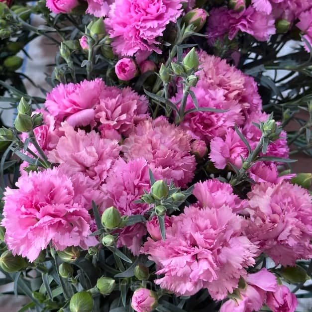 Double Carnation Seeds—Mother’s Day Flowers - View 11