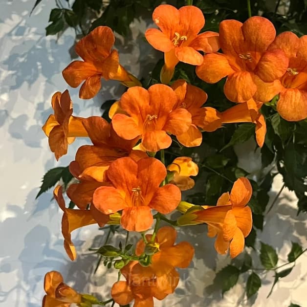 Trumpet Creeper – Climbing Plant - View 2