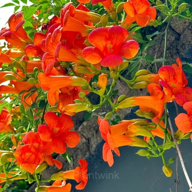Trumpet Creeper – Climbing Plant - View 3