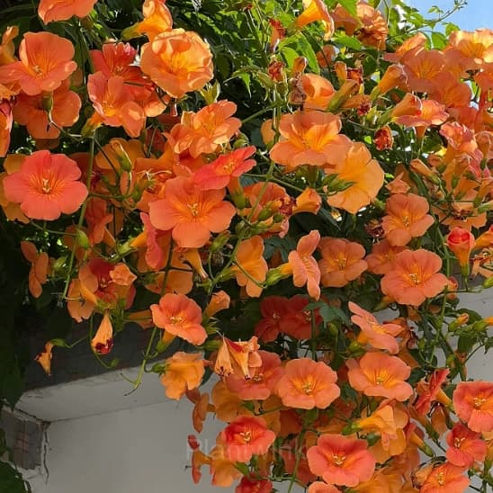 Trumpet Creeper – Climbing Plant - View 4