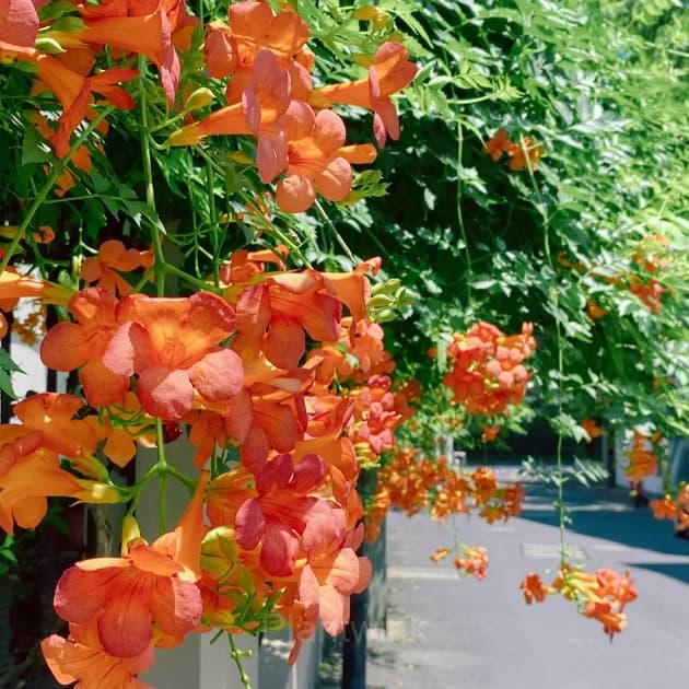 Trumpet Creeper – Climbing Plant - View 6