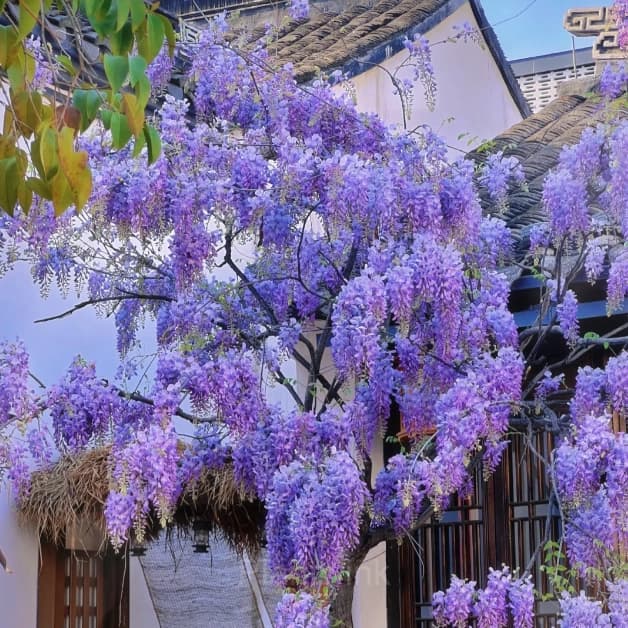Wisteria Flower Seeds, Purple Elf Blossoms - Alt