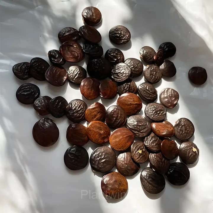 Wisteria Flower Seeds, Purple Elf Blossoms - View 3