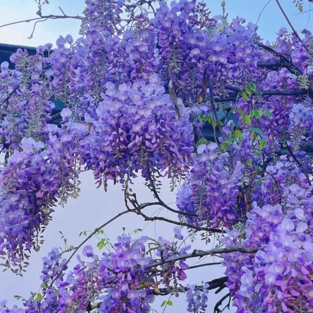 Wisteria Flower Seeds, Purple Elf Blossoms - View 4