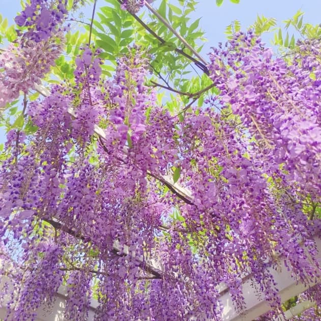 Wisteria Flower Seeds, Purple Elf Blossoms - View 5