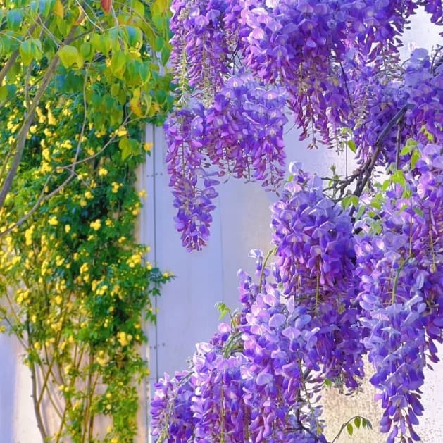 Wisteria Flower Seeds, Purple Elf Blossoms - Main