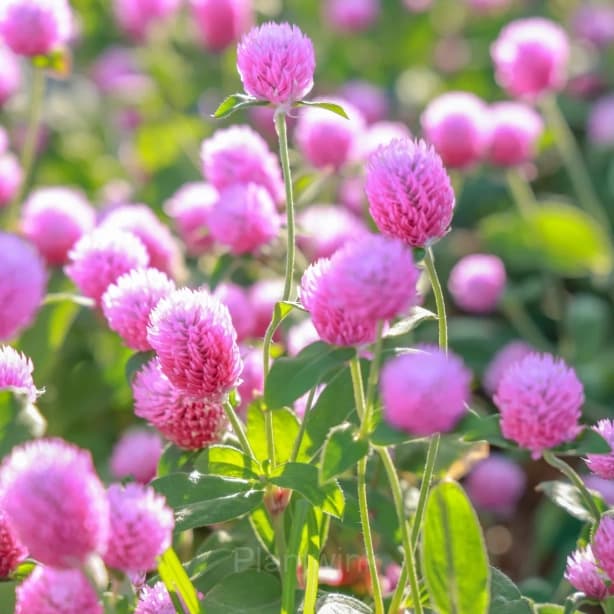 Gomphrina—Eternal Love - Main