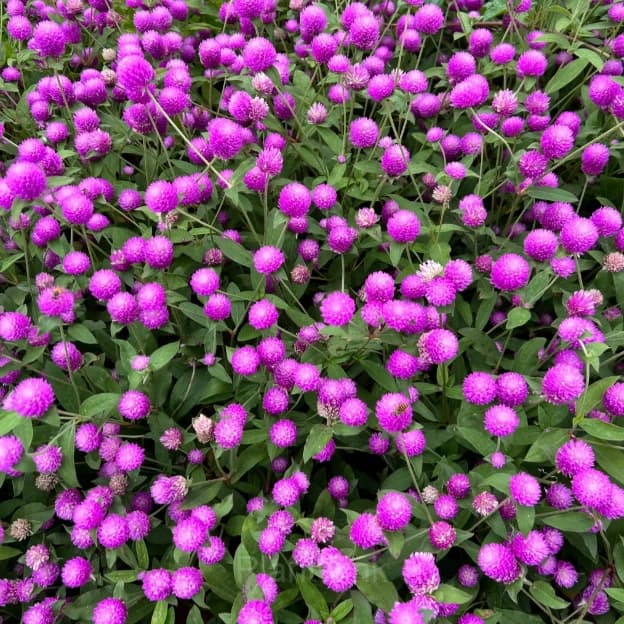 Gomphrina—Eternal Love - View 9