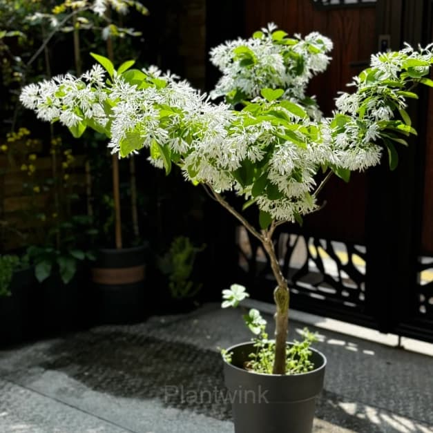 Tassel Tree Seeds - Main
