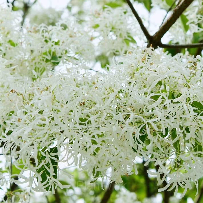 Tassel Tree Seeds - View 2