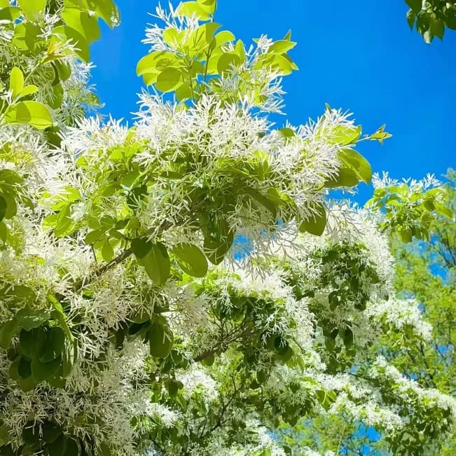 Tassel Tree Seeds - View 5