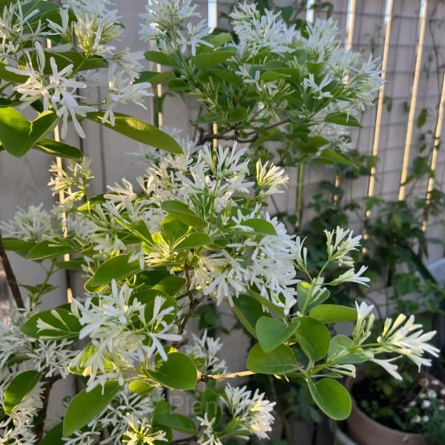 Tassel Tree Seeds - View 6