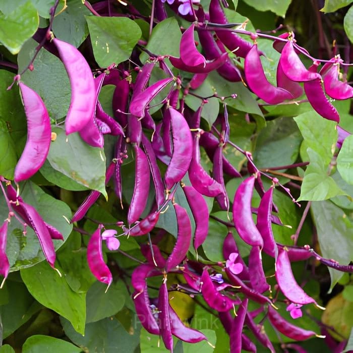 Purple Gem Lentil Seed - View 2