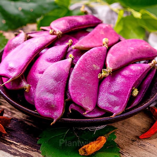 Purple Gem Lentil Seed - View 3