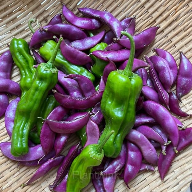 Purple Gem Lentil Seed - View 4