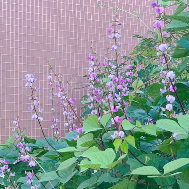 Purple Gem Lentil Seed - View 5