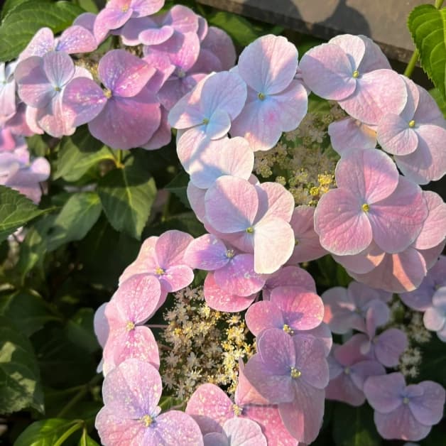 Starry Sky Series Hydrangea - Alt