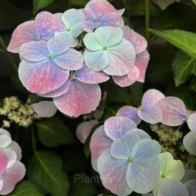Starry Sky Series Hydrangea - View 3