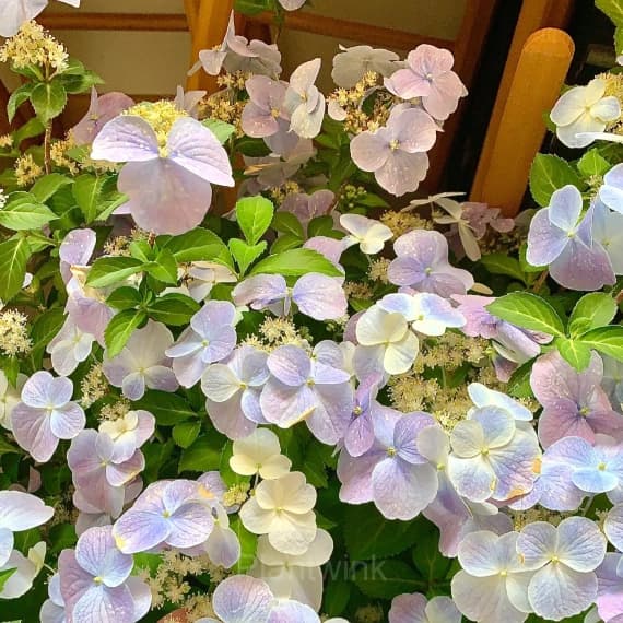 Starry Sky Series Hydrangea - View 6