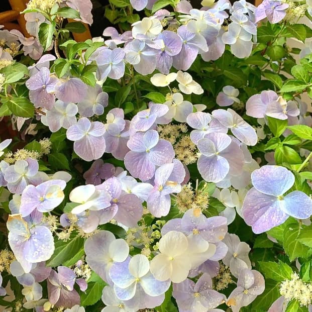 Starry Sky Series Hydrangea - View 7