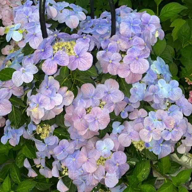 Starry Sky Series Hydrangea - View 8
