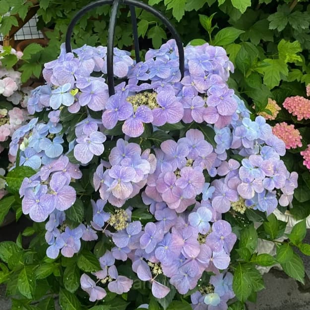 Starry Sky Series Hydrangea - View 10