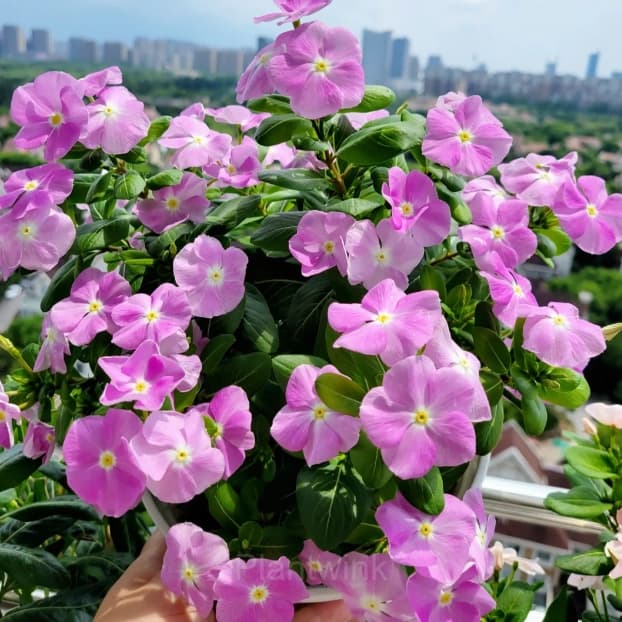 Periwinkle - Alt