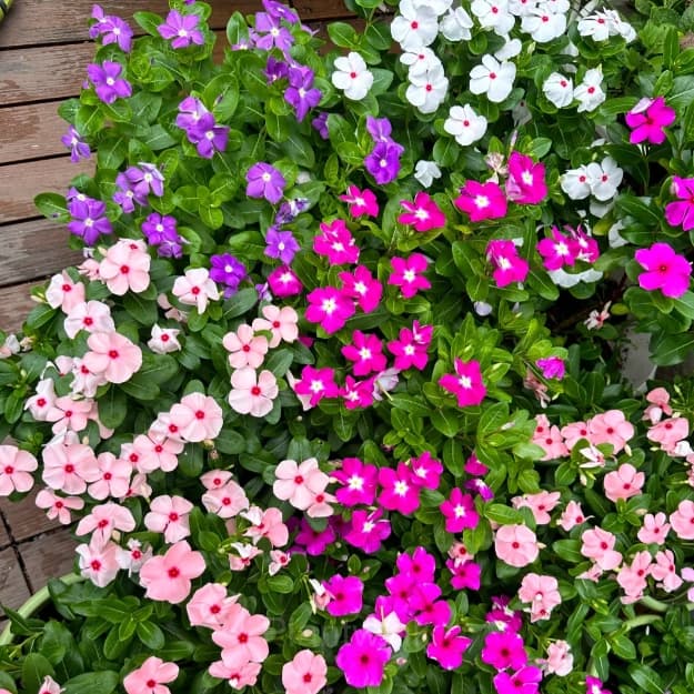 Periwinkle - View 5