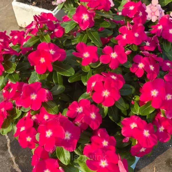 Periwinkle - View 6