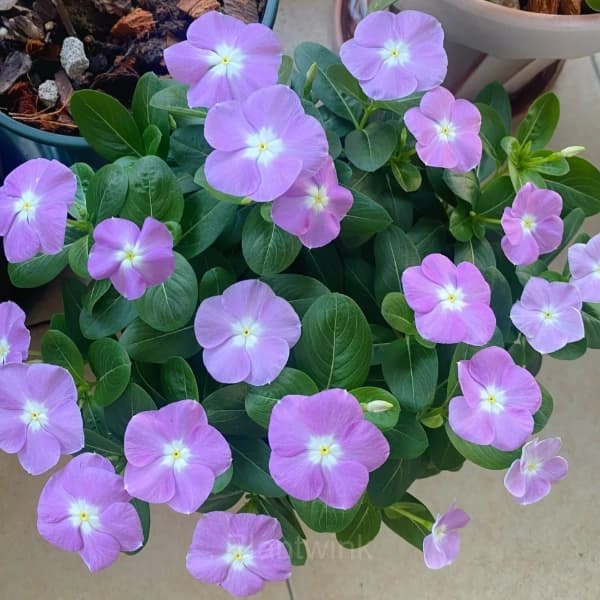 Periwinkle - View 13