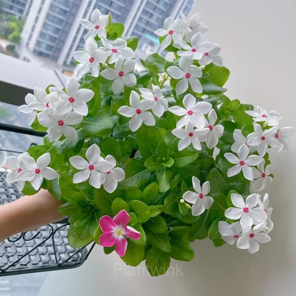 Periwinkle - Main