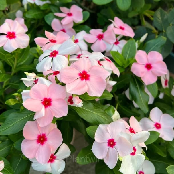 Periwinkle - View 8