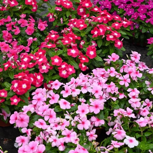 Periwinkle - View 9