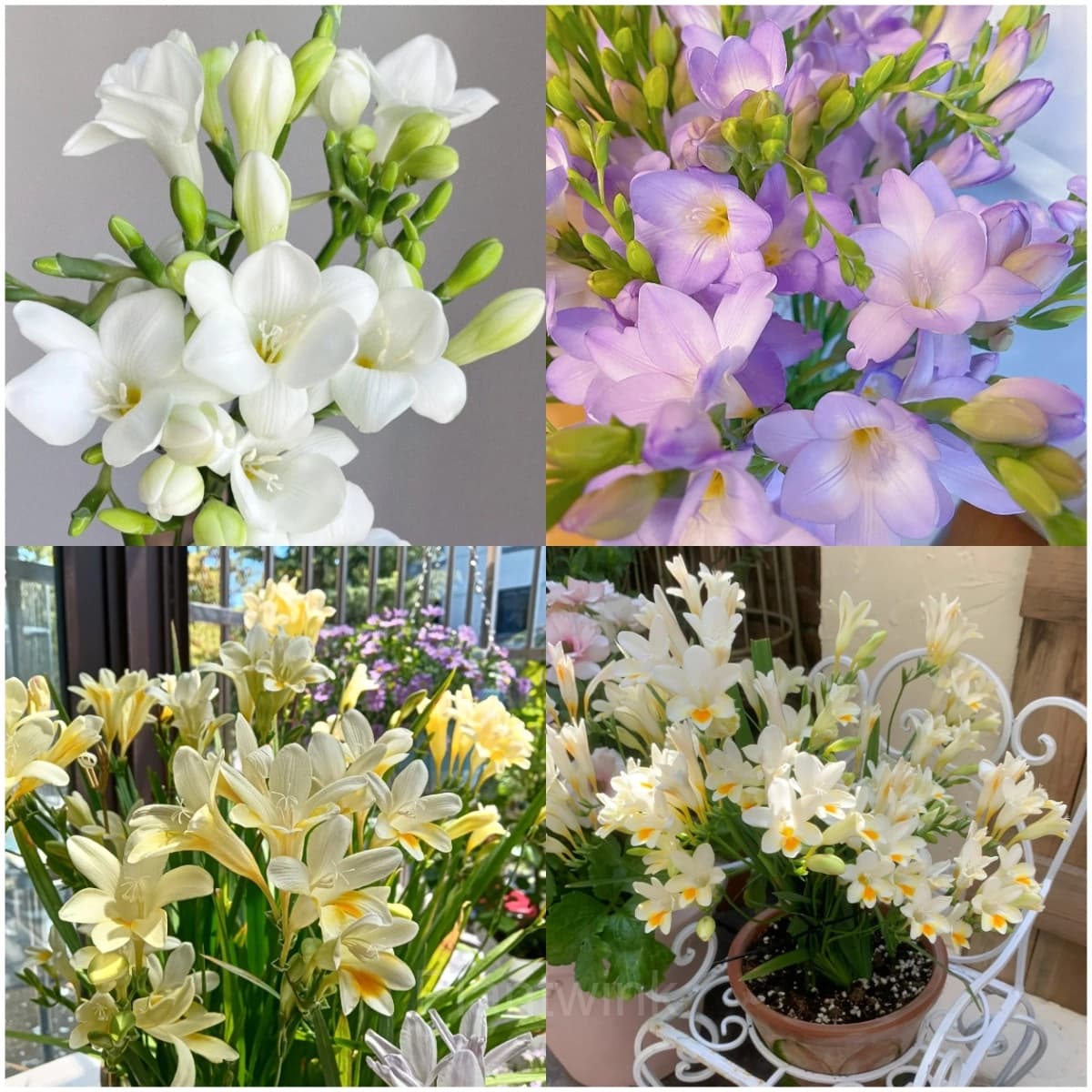 Freesia—Winter Perfume - Main