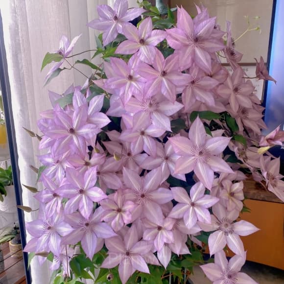 Multiple Petals Climbing Clematis - Alt